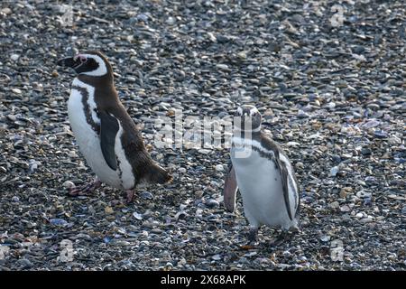 Ushuaia, Tierra del Fuego, Argentinien, Magellan-Pinguine auf der Isla Martillo im Beagle-Kanal, der Beagle-Kanal ist eine natürliche Wasserstraße an der Südspitze Südamerikas, die den Atlantik mit dem Pazifischen Ozean verbindet. Ushuaia ist die südlichste Stadt der Welt, das Ende der Welt. Stockfoto