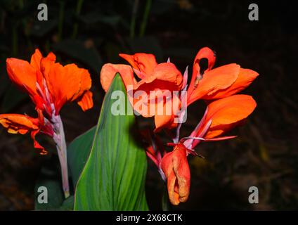 Canna x generalis (CG) ist der wissenschaftliche Name für die gewöhnliche Gartenkanne, Canna Lily oder indischer Shot. Es handelt sich um eine krautige, ausdauernde Pflanze, die bis zu 6 Fuß hoch werden kann und im Sommer weiße, gelbe, rote, rot-orange oder rosa Blüten hat. CG wird traditionell als entzündungshemmendes, Analgetikum und Antipyretikum sowie in ayurvedischen Arzneimittelzubereitungen verwendet. Es wird auch bei der Behandlung von Kochen, Wunden und Abszessen verwendet. Tehatta, Westbengalen; Indien. Stockfoto