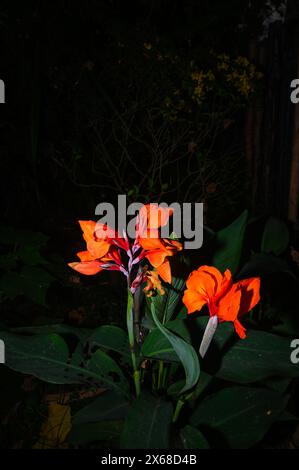 Canna x generalis (CG) ist der wissenschaftliche Name für die gewöhnliche Gartenkanne, Canna Lily oder indischer Shot. Es handelt sich um eine krautige, ausdauernde Pflanze, die bis zu 6 Fuß hoch werden kann und im Sommer weiße, gelbe, rote, rot-orange oder rosa Blüten hat. CG wird traditionell als entzündungshemmendes, Analgetikum und Antipyretikum sowie in ayurvedischen Arzneimittelzubereitungen verwendet. Es wird auch bei der Behandlung von Kochen, Wunden und Abszessen verwendet. Tehatta, Westbengalen; Indien. Stockfoto