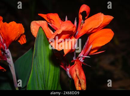 Canna x generalis (CG) ist der wissenschaftliche Name für die gewöhnliche Gartenkanne, Canna Lily oder indischer Shot. Es handelt sich um eine krautige, ausdauernde Pflanze, die bis zu 6 Fuß hoch werden kann und im Sommer weiße, gelbe, rote, rot-orange oder rosa Blüten hat. CG wird traditionell als entzündungshemmendes, Analgetikum und Antipyretikum sowie in ayurvedischen Arzneimittelzubereitungen verwendet. Es wird auch bei der Behandlung von Kochen, Wunden und Abszessen verwendet. Tehatta, Westbengalen; Indien. Stockfoto