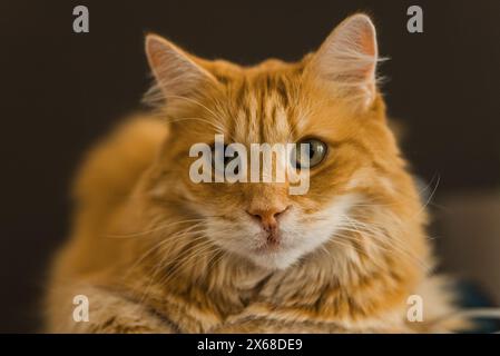 Porträt einer wunderschönen orangen Tabbykatze mit fesselnden grünen Augen, die bequem vor dunklem Hintergrund liegt. Stockfoto