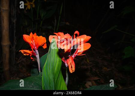 Canna x generalis (CG) ist der wissenschaftliche Name für die gewöhnliche Gartenkanne, Canna Lily oder indischer Shot. Es handelt sich um eine krautige, ausdauernde Pflanze, die bis zu 6 Fuß hoch werden kann und im Sommer weiße, gelbe, rote, rot-orange oder rosa Blüten hat. CG wird traditionell als entzündungshemmendes, Analgetikum und Antipyretikum sowie in ayurvedischen Arzneimittelzubereitungen verwendet. Es wird auch bei der Behandlung von Kochen, Wunden und Abszessen verwendet. Tehatta, Westbengalen; Indien. Stockfoto