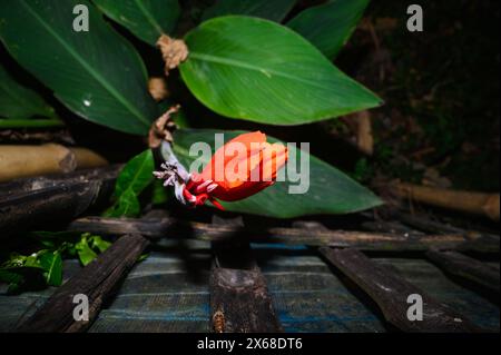 Canna x generalis (CG) ist der wissenschaftliche Name für die gewöhnliche Gartenkanne, Canna Lily oder indischer Shot. Es handelt sich um eine krautige, ausdauernde Pflanze, die bis zu 6 Fuß hoch werden kann und im Sommer weiße, gelbe, rote, rot-orange oder rosa Blüten hat. CG wird traditionell als entzündungshemmendes, Analgetikum und Antipyretikum sowie in ayurvedischen Arzneimittelzubereitungen verwendet. Es wird auch bei der Behandlung von Kochen, Wunden und Abszessen verwendet. Tehatta, Westbengalen; Indien. Stockfoto