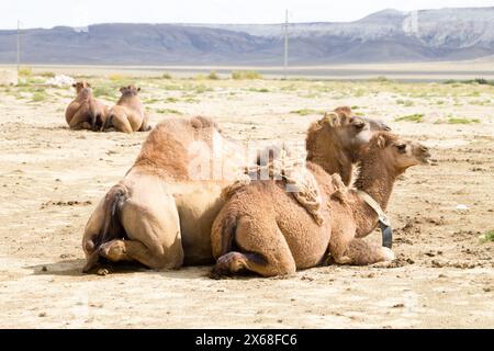 Kamelzucht in Senek, Mangystau, Kasachstan. Tierhintergrund Stockfoto