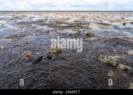 Charakteristischer Kot des Lugworms im Wattenmeer bei Ebbe auf der Halbinsel Nordstrand, Landkreis Nordfriesland, Schleswig-Holstein, Deutschland, Europa Stockfoto