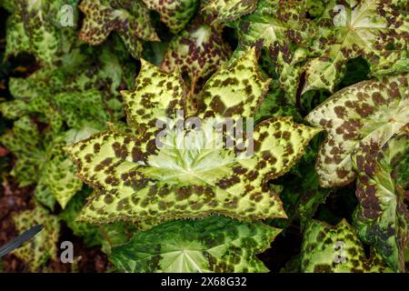 Nahaufnahme der braun-grün melierten Blätter der mehrjährigen schattigen Gartenpflanze Podophyllum versipelle spotty dotty. Stockfoto