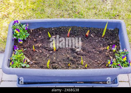 Nahaufnahme sprießender Gladioluszwiebeln in einem Blumenkasten mit blühenden gelb-blauen Stiefmütterchen. Schweden. Stockfoto