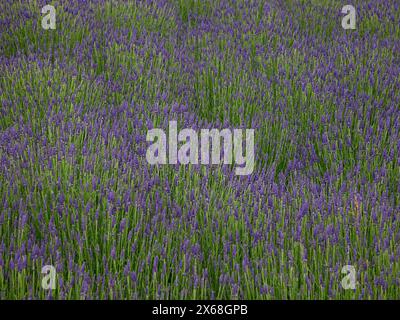 Lavendelblaue Blüten der sommerblühenden mehrjährigen Gartenpflanze Lavandula angustifolia munstead. Stockfoto