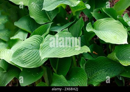 Große grüne, herzförmige Blätter mit Tropfen. Top-Down-Makromuster Gartenarbeit, Blumengeschäft, kommerzielle natürliche Hintergrundtextur. Stockfoto