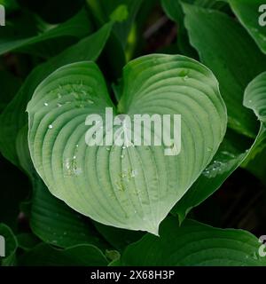 Hosta fortunei großes grünes, herzförmiges Blatt mit Regentropfen. Top-Down-Makromuster Gartenarbeit, Blumengeschäft, kommerzielle natürliche Hintergrundtextur. Stockfoto