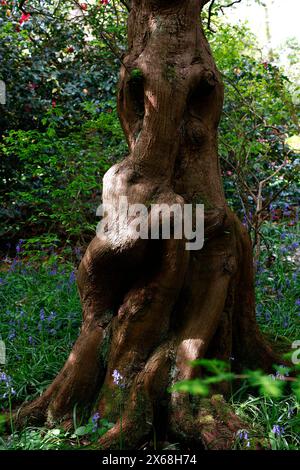 Die Nahaufnahme der orange-braunen Rinde des Morgendämmermammutbaumbaumbaumbaums Metasequoia glyptostroboides. Stockfoto