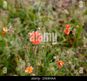 Nahaufnahme der Orangenblume der krautigen Staudengartenpflanze Geum prinses Juliana. Stockfoto