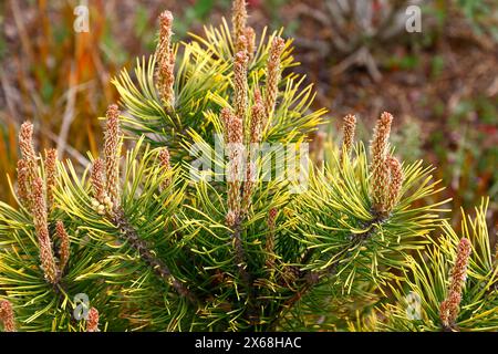 Nahaufnahme der gelben grünen Nadelblätter der Kiefernnadel und der orangefarbenen Knospen der immergrünen niedrigen und langsam wachsenden GartenNadelbäume Pinus mugo Golden Glow. Stockfoto