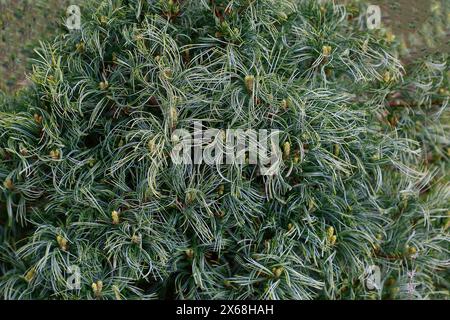 Nahaufnahme der lockigen grünen Dingnadel wie das Laub der niedrig und langsam wachsenden immergrünen Nadelbäume Pinus strobus Green Twist. Stockfoto