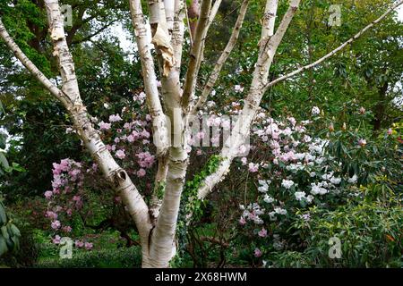 Nahaufnahme der weißen Rinde der mittelgroßen Gartenbirke Betula utilis jacquemontii. Stockfoto