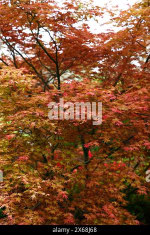 Rote rosa gelbe Frühlingsblätter des japanischen Ahornacer palmatum shindeshojo. Stockfoto