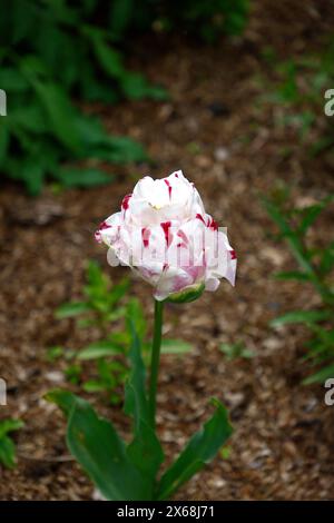 Nahaufnahme der großen weißen rosa roten Blume der im Spätfrühling blühenden Doppel-Tulpen-Tulpen-Danceline. Stockfoto