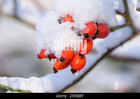 Schneebedeckte Hüftrosen. Stockfoto