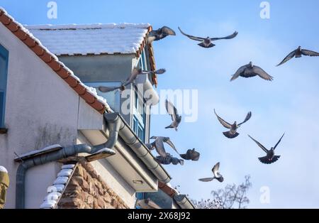 Stadttaube oder Straßentaube (Columba Livia forma domestica) Stockfoto