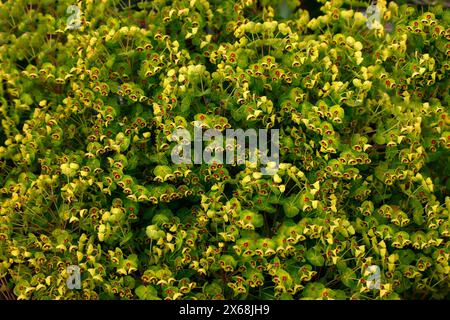 Nahaufnahme des Gelbgrünen mit roten Augenblüten der mehrjährigen Gartenpflanze euphorbia martini Baby Charm. Stockfoto