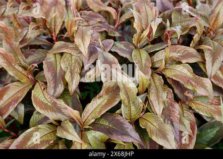 Nahaufnahme der gelb-grün-roten Blätter der krautigen Staudengartenpflanze persicaria filiformis. Stockfoto