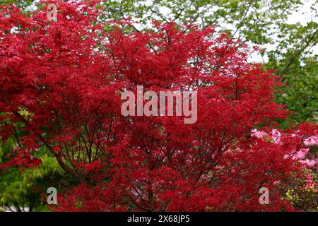 Nahaufnahme der leuchtend roten neuen Frühlingsblätter des niedrig wachsenden japanischen Gartenahorns Acer palmatum beni Komachi. Stockfoto
