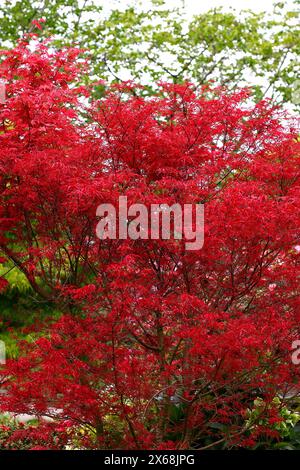 Nahaufnahme der leuchtend roten neuen Frühlingsblätter des niedrig wachsenden japanischen Gartenahorns Acer palmatum beni Komachi. Stockfoto