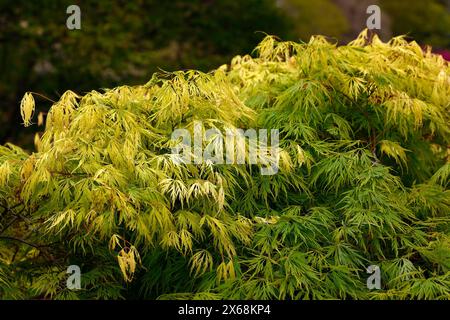 Nahaufnahme der grünen Frühlingsblätter des japanischen Gartenahorns acer palmatum dissectum viride. Stockfoto