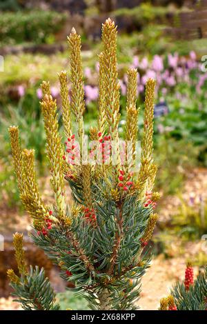 Nahaufnahme der roten Kegel und neues Frühlingswachstum der immergrünen langsam und niedrig wachsenden Kiefer pinus parviflora shizukagoten. Stockfoto