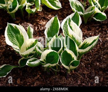 Nahaufnahme der grün-weiß gekanteten Blätter der krautigen mehrjährigen Gartenbananen-Lilienpflanze Hosta Karin. Stockfoto