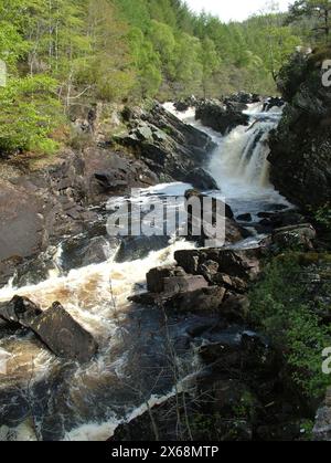 Rogie Falls sind eine Reihe von Wasserfällen auf dem Black Water, einem Fluss in Easter Ross in den Highlands von Schottland. Stockfoto