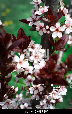 Weiße Blüten am Purpleleaf Sandkirschbaum im Frühjahr Stockfoto