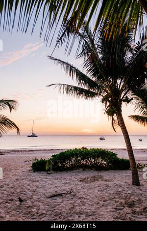 Morgenhimmel mit rosa Wolken über tropischen Palmen Stockfoto