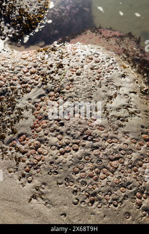 Hunderte winziger Meeresanemonen im Sand bei Ebbe an einem Strand in Yachats, Oregon. Stockfoto