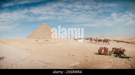 Kamele essen vor der Pyramide in Gizeh, Ägypten Stockfoto