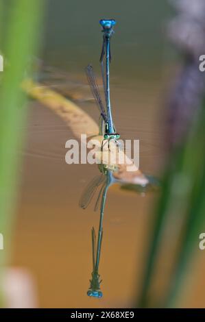 Coenagrion puella aka azurblaue Jungfliege paart sich auf dem trockenen Blatt über dem Teich. Schöne bunte Damselfliegen in der Natur der Tschechischen republik. Männlich und weiblich. Stockfoto