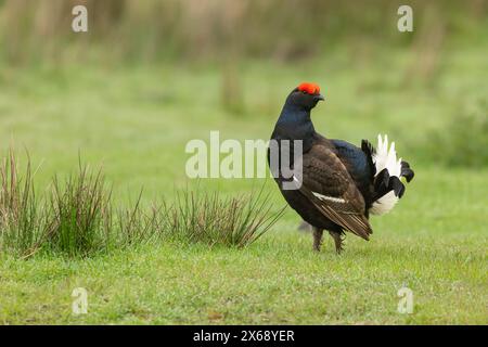 Schwarzhühner, wissenschaftlicher Name, Lyrurux tetrix. Männliche Auerhühner standen wachsam auf dem offenen Auerhühnermoorland in Swaledale, Yorkshire Dales, Großbritannien. Platz zum Kopieren Stockfoto