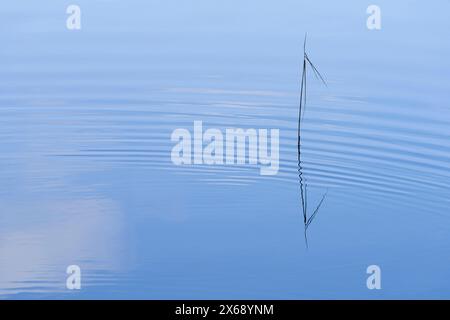 Fallende Wassertropfen bilden Kreise auf der Oberfläche eines Sees, ein Schilfgras spiegelt sich im Wasser, Deutschland Stockfoto