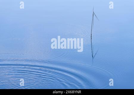 Fallende Wassertropfen bilden Kreise auf der Oberfläche eines Sees, ein Schilfgras spiegelt sich im Wasser, Deutschland Stockfoto