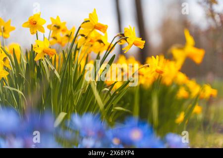 Blühende Narzissen auf einer Wiese im Frühjahr, verschwommener Vordergrund, Nahaufnahme, gelbe Narzissen, Narcissus pseudonarcissus Stockfoto