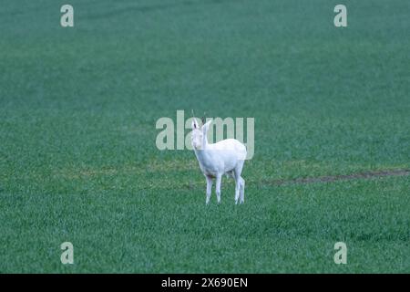 Albino roebuck springt auf einem Feld. Stockfoto