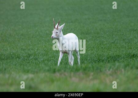 Albino roebuck springt auf einem Feld. Stockfoto