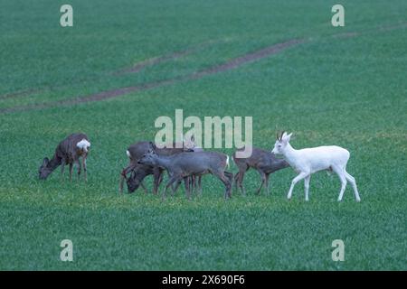 Albino roebuck springt auf einem Feld. Stockfoto