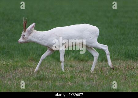 Albino roebuck springt auf einem Feld. Stockfoto