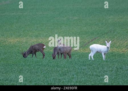 Albino roebuck springt auf einem Feld. Stockfoto