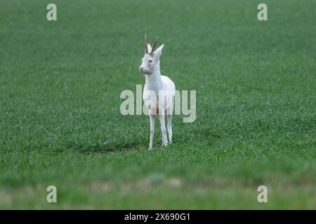 Albino roebuck springt auf einem Feld. Stockfoto