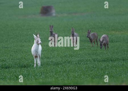 Albino roebuck springt auf einem Feld. Stockfoto