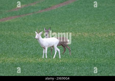 Albino roebuck springt auf einem Feld. Stockfoto