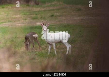 Albino roebuck springt auf einem Feld. Stockfoto