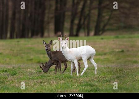 Albino roebuck springt auf einem Feld. Stockfoto